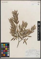 Foto von Salix petiolaris Sm.